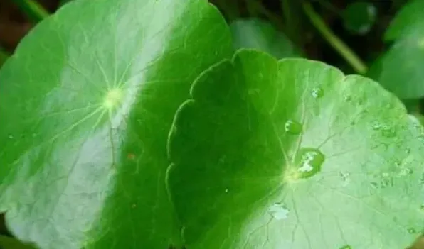 香菇草怎么移植 | 三农知识