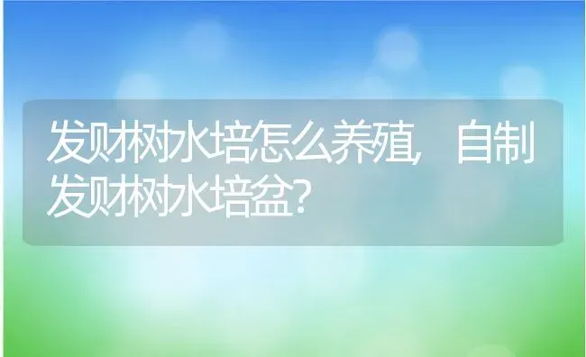 发财树水培怎么养殖,自制发财树水培盆？ | 养殖学堂