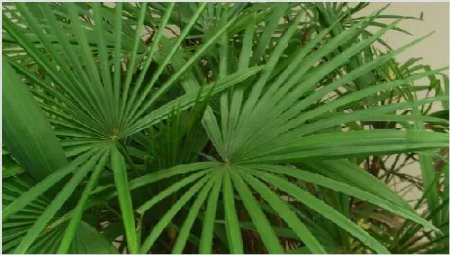 棕竹叶子萎缩变干 | 实用知识