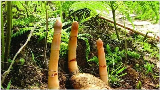天麻产地哪里最好 | 生活妙招