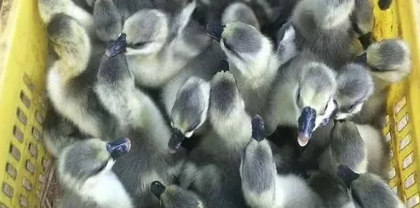 鹅苗养多久可以下蛋？ | 生活妙招