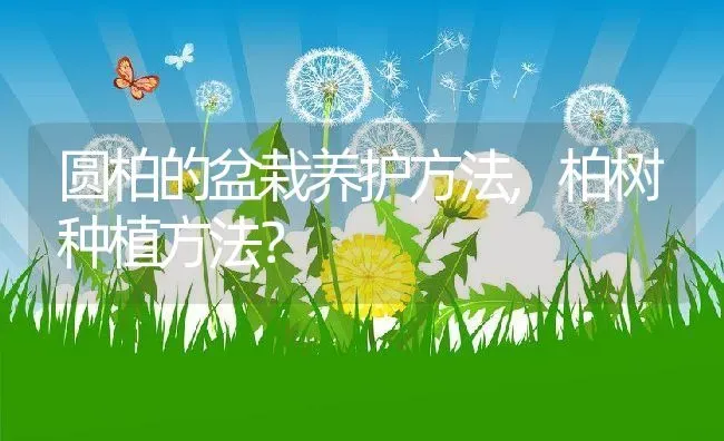 圆柏的盆栽养护方法,柏树种植方法？ | 养殖科普