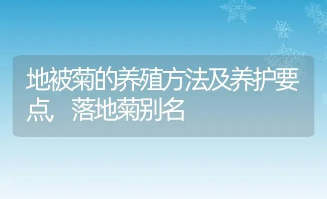 地被菊的养殖方法及养护要点,落地菊别名 | 养殖学堂