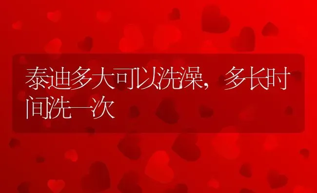 泰迪多大可以洗澡,多长时间洗一次 | 养殖资料