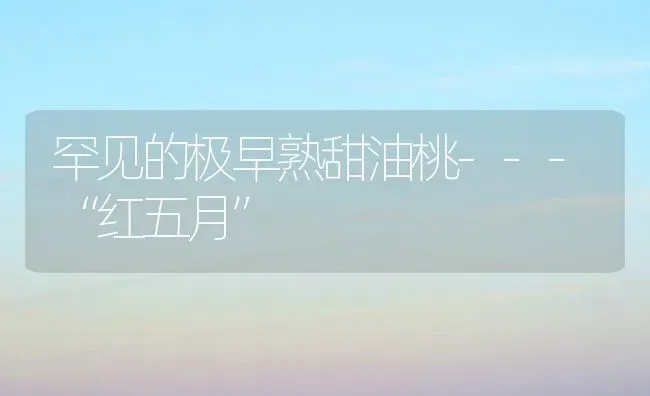 罕见的极早熟甜油桃---“红五月” | 养殖技术大全