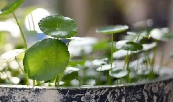香菇草怎么移植 | 三农知识