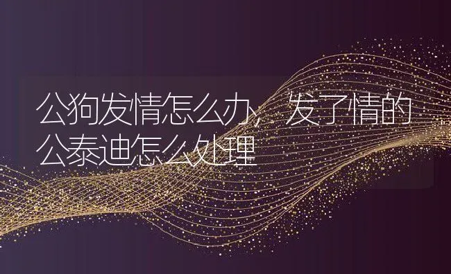 公狗发情怎么办,发了情的公泰迪怎么处理 | 养殖资料