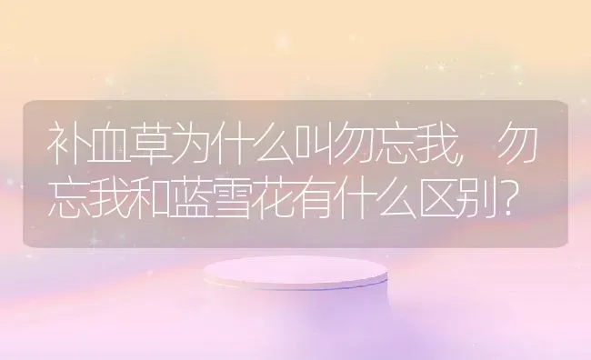 补血草为什么叫勿忘我,勿忘我和蓝雪花有什么区别？ | 养殖学堂