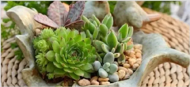 多肉补光灯危害 | 生活妙招