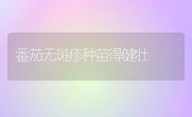 番茄无斑疹种苗得健壮 | 养殖技术大全