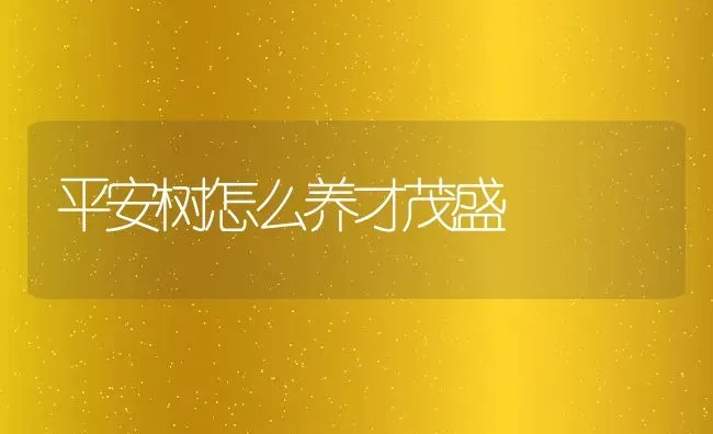 平安树怎么养才茂盛 | 养殖学堂