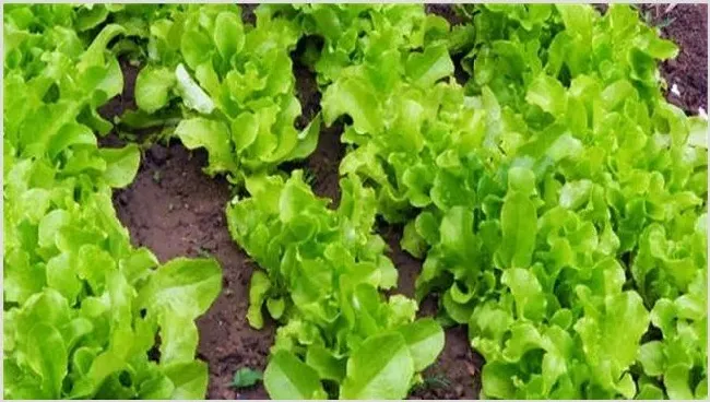 生菜露地栽培技术注意什么 | 生活妙招
