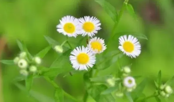 邹菊和雏菊的区别 | 三农知识