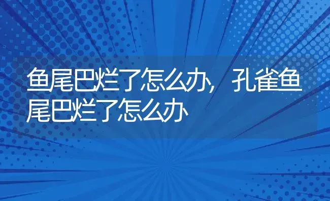 鱼尾巴烂了怎么办,孔雀鱼尾巴烂了怎么办 | 养殖科普