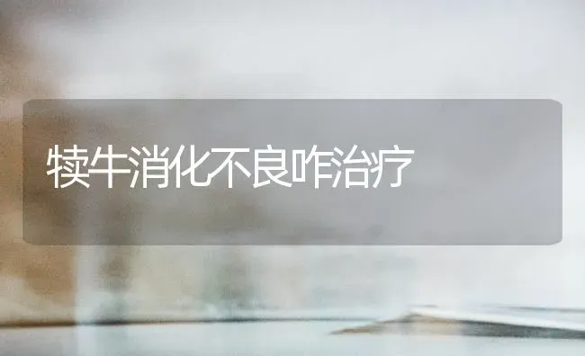 犊牛消化不良咋治疗 | 养殖技术大全