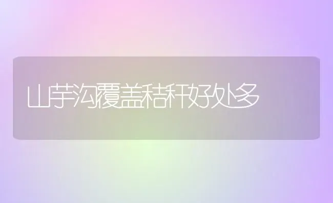 山芋沟覆盖秸秆好处多 | 养殖知识