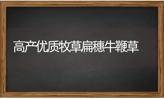 高产优质牧草扁穗牛鞭草 | 养殖技术大全