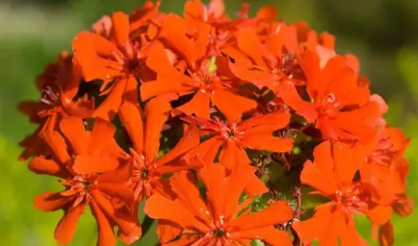剪秋罗是什么植物 | 生活妙招