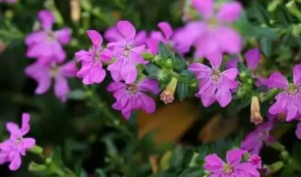 萼距花和满天星的区别 | 妙招大全