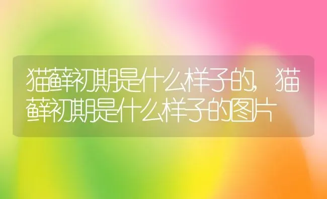 猫藓初期是什么样子的,猫藓初期是什么样子的图片 | 养殖资料