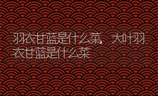 羽衣甘蓝是什么菜,大叶羽衣甘蓝是什么菜 | 养殖学堂