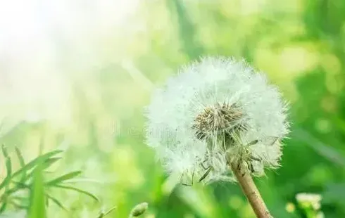 蒲公英暗示什么,白色蒲公英寓意？