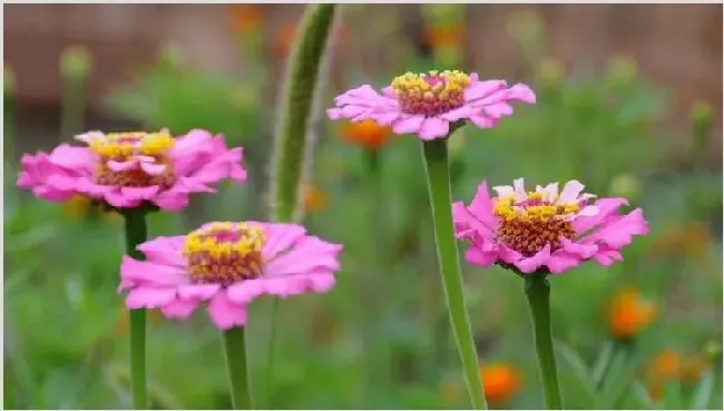 父亲节送什么花 | 常识大全