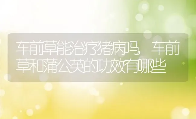 车前草能治疗猪病吗,车前草和蒲公英的功效有哪些 | 养殖学堂