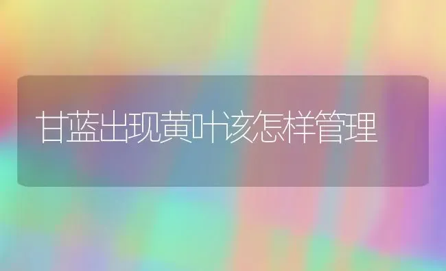 甘蓝出现黄叶该怎样管理 | 养殖技术大全