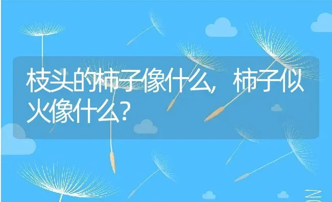 枝头的柿子像什么,柿子似火像什么？ | 养殖科普