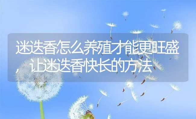 迷迭香怎么养殖才能更旺盛,让迷迭香快长的方法 | 养殖学堂