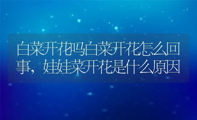 白菜开花吗白菜开花怎么回事,娃娃菜开花是什么原因 | 养殖学堂