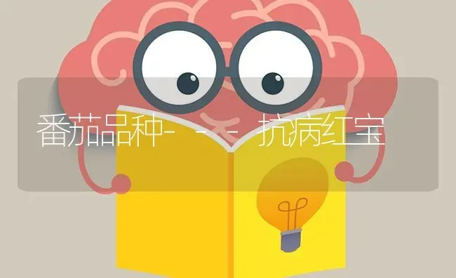 番茄品种---抗病红宝 | 养殖技术大全
