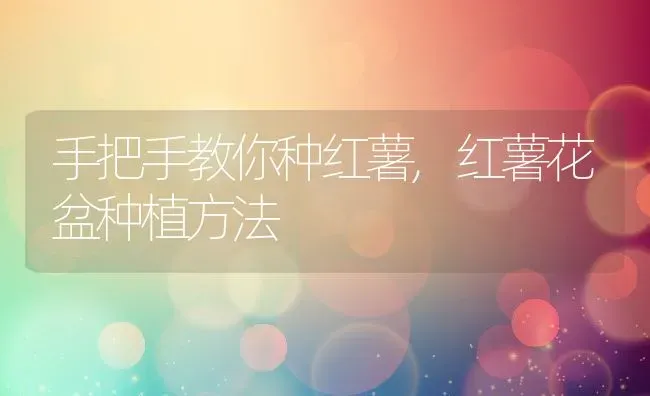 手把手教你种红薯,红薯花盆种植方法 | 养殖学堂