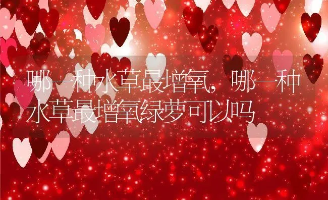 哪一种水草最增氧,哪一种水草最增氧绿萝可以吗 | 养殖科普