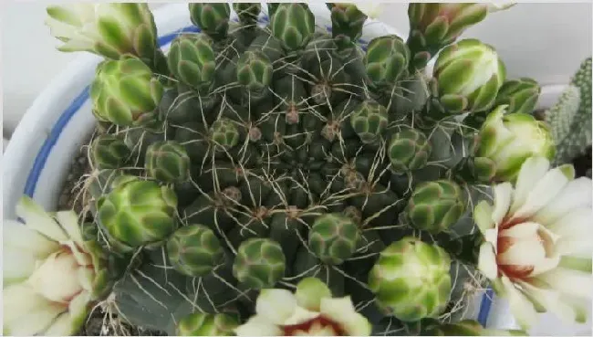 绯花玉如何爆盆 | 实用知识