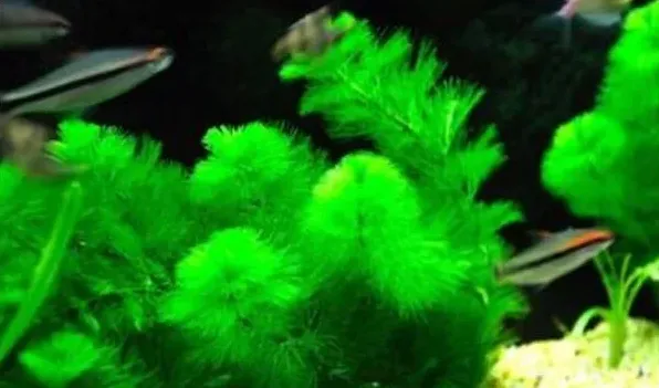 绿菊水草怎么繁殖扦插 | 生活妙招
