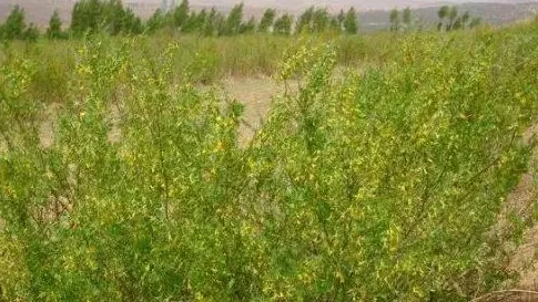 柠条在养畜业中的应用 柠条种植的关键技术 | 农广天地