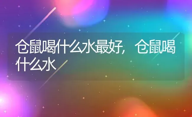 仓鼠喝什么水最好,仓鼠喝什么水 | 养殖科普