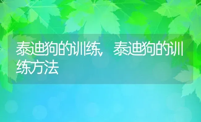 泰迪狗的训练,泰迪狗的训练方法 | 养殖科普