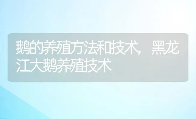 鹅的养殖方法和技术,黑龙江大鹅养殖技术 | 养殖学堂