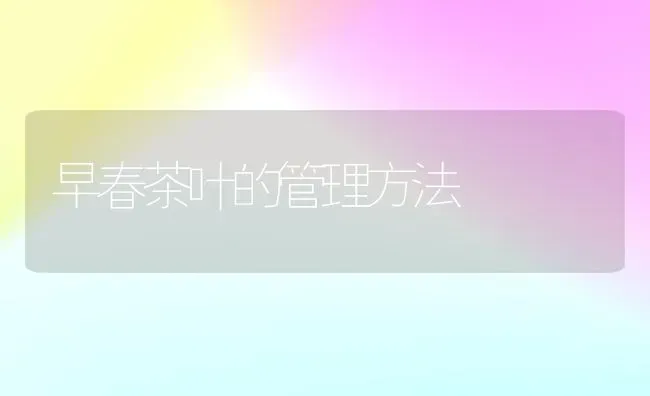 早春茶叶的管理方法 | 养殖知识