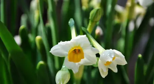 描写水仙花的优美句子,形容水仙花开的句子？