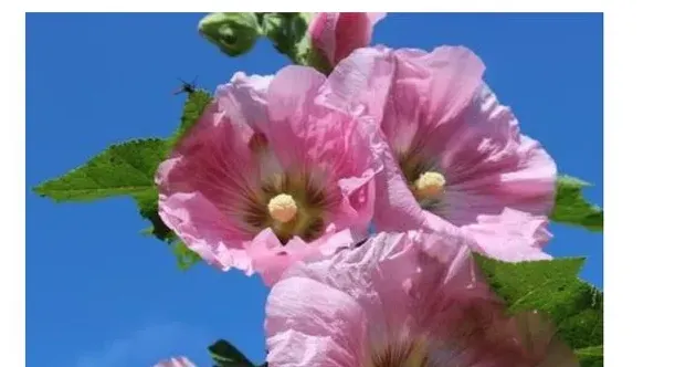拍了花的照片怎么写说说,配自己拍的花的说说有哪些？