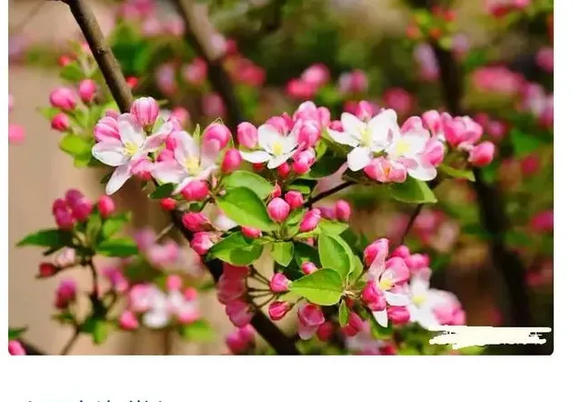 海棠的品种分类,如何辨别各种海棠？