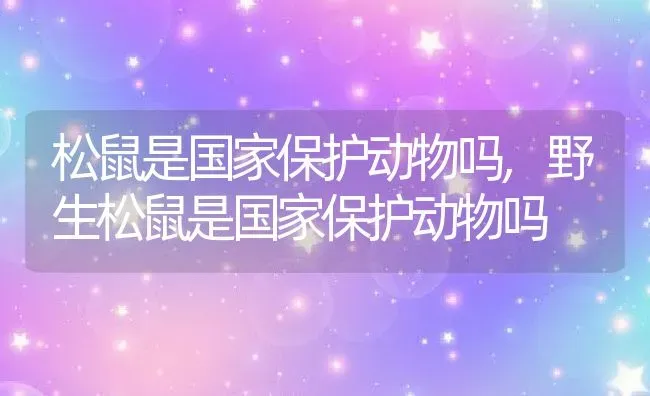 松鼠是国家保护动物吗,野生松鼠是国家保护动物吗 | 养殖资料