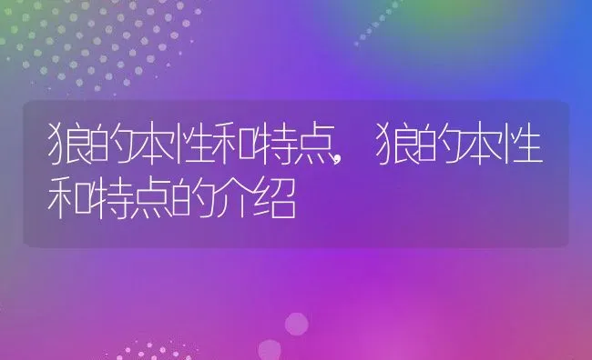 狼的本性和特点,狼的本性和特点的介绍 | 养殖科普