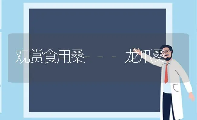 观赏食用桑---龙爪桑 | 养殖知识