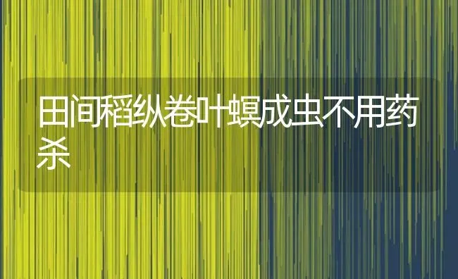 田间稻纵卷叶螟成虫不用药杀 | 养殖知识