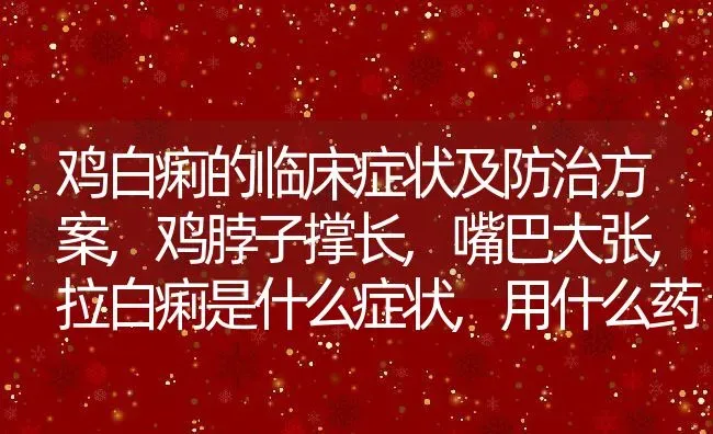 鸡白痢的临床症状及防治方案,鸡脖子撑长,嘴巴大张,拉白痢是什么症状,用什么药 | 养殖学堂